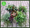 Afbeelding van Vastplanten P23 mix